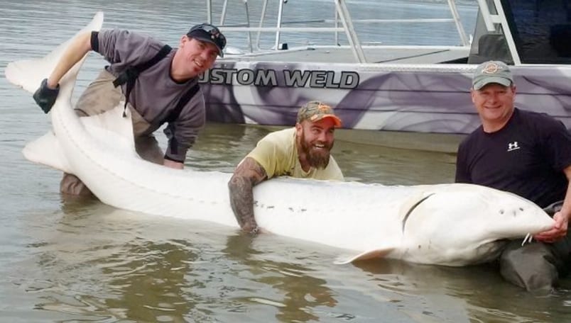 Fraser River Sturgeon Fishing  Best Season to Fish, Tips, Spots