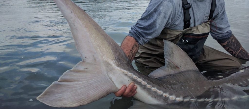 Every year, several thousand white sturgeon are captured during