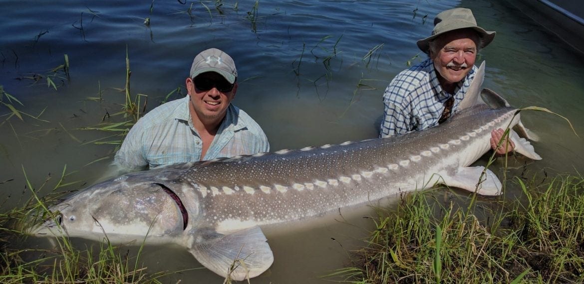 fraser river sturgeon guides