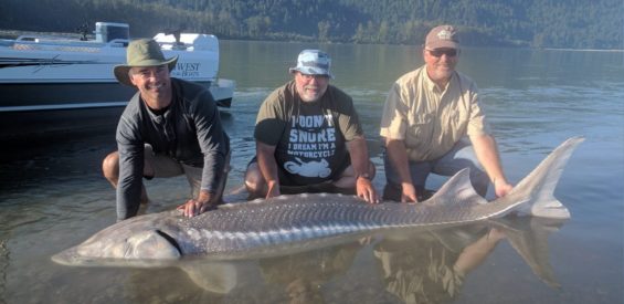 Guys are happy to catch large sturgeon