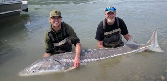 Fun day on the river catching sturgeon