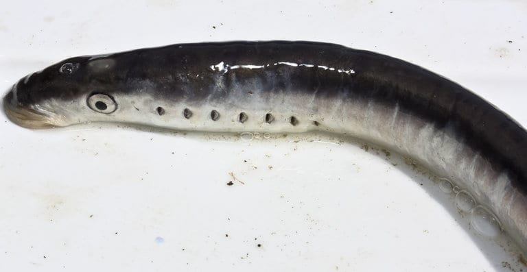 lamprey