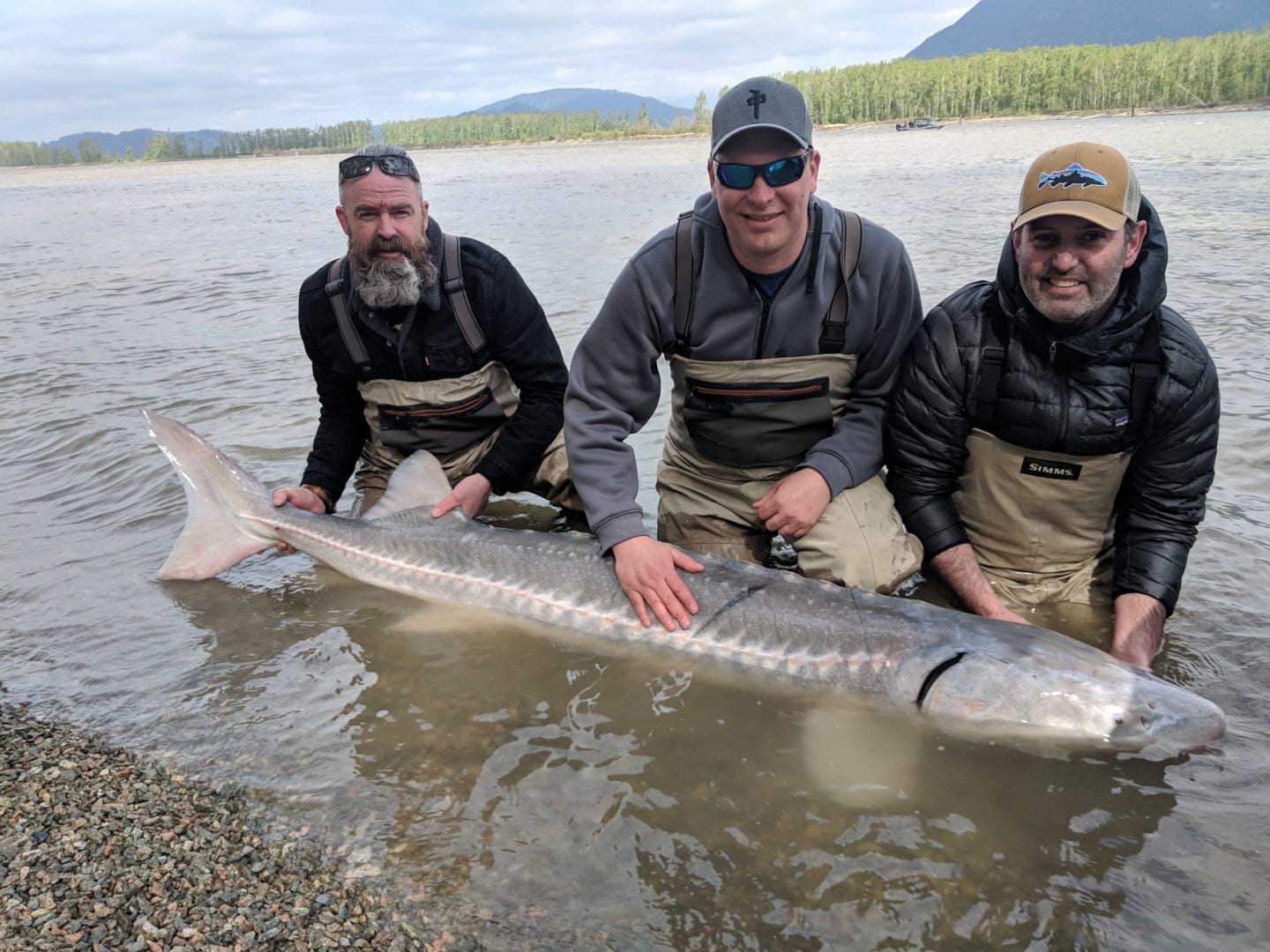 Fraser River Sturgeon Fishing Report – May 10, 2019 - Johnny's Sport 