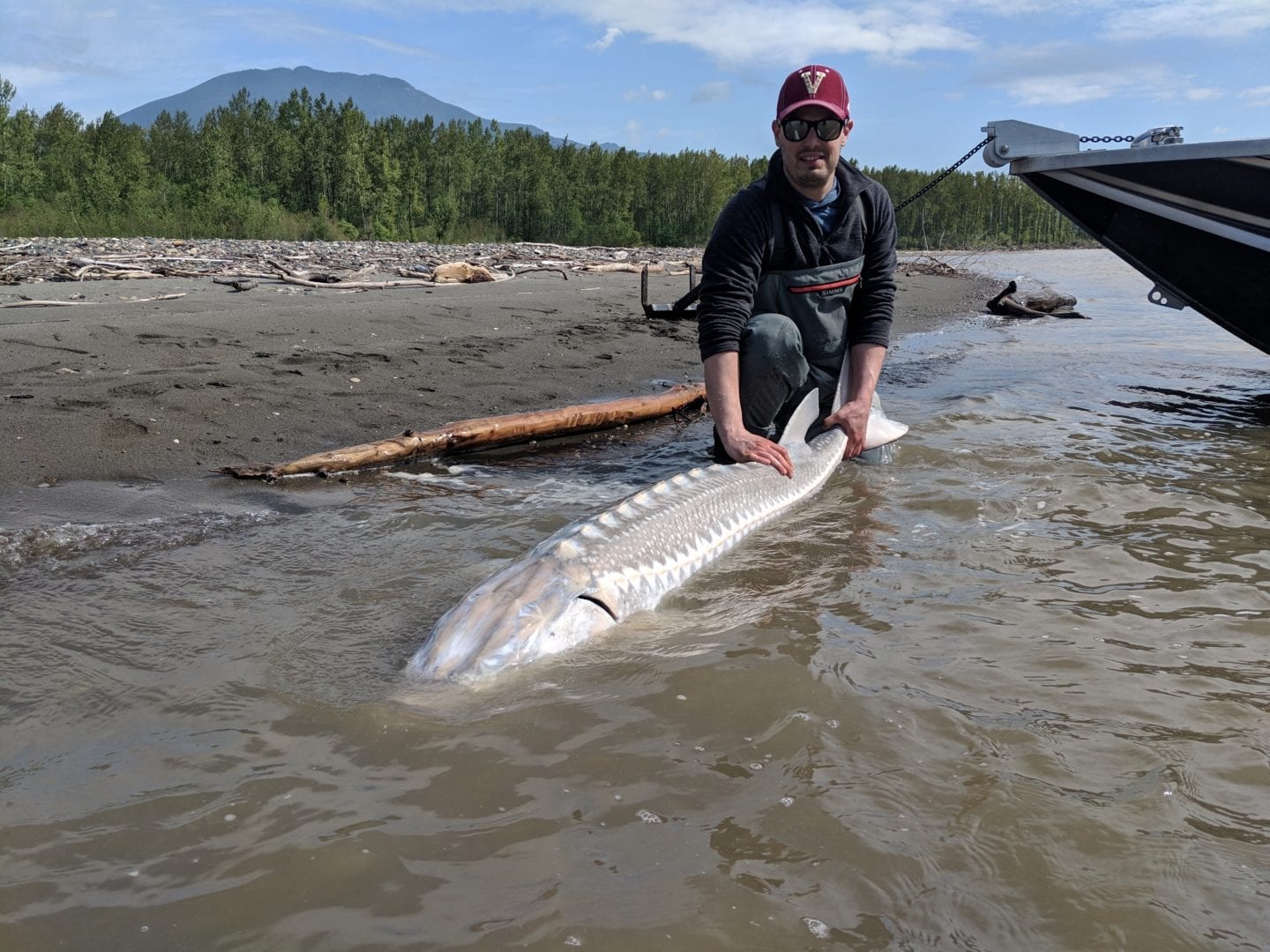 FRASER RIVER STURGEON FISHING REPORT May 10, 2019 Johnny's Sport Fishing