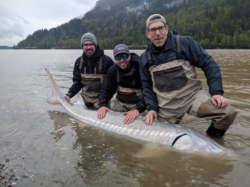 Three guys catch sturgeon