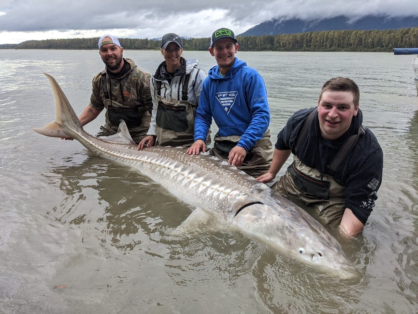 Sturgeon Fishing Report: Fraser River