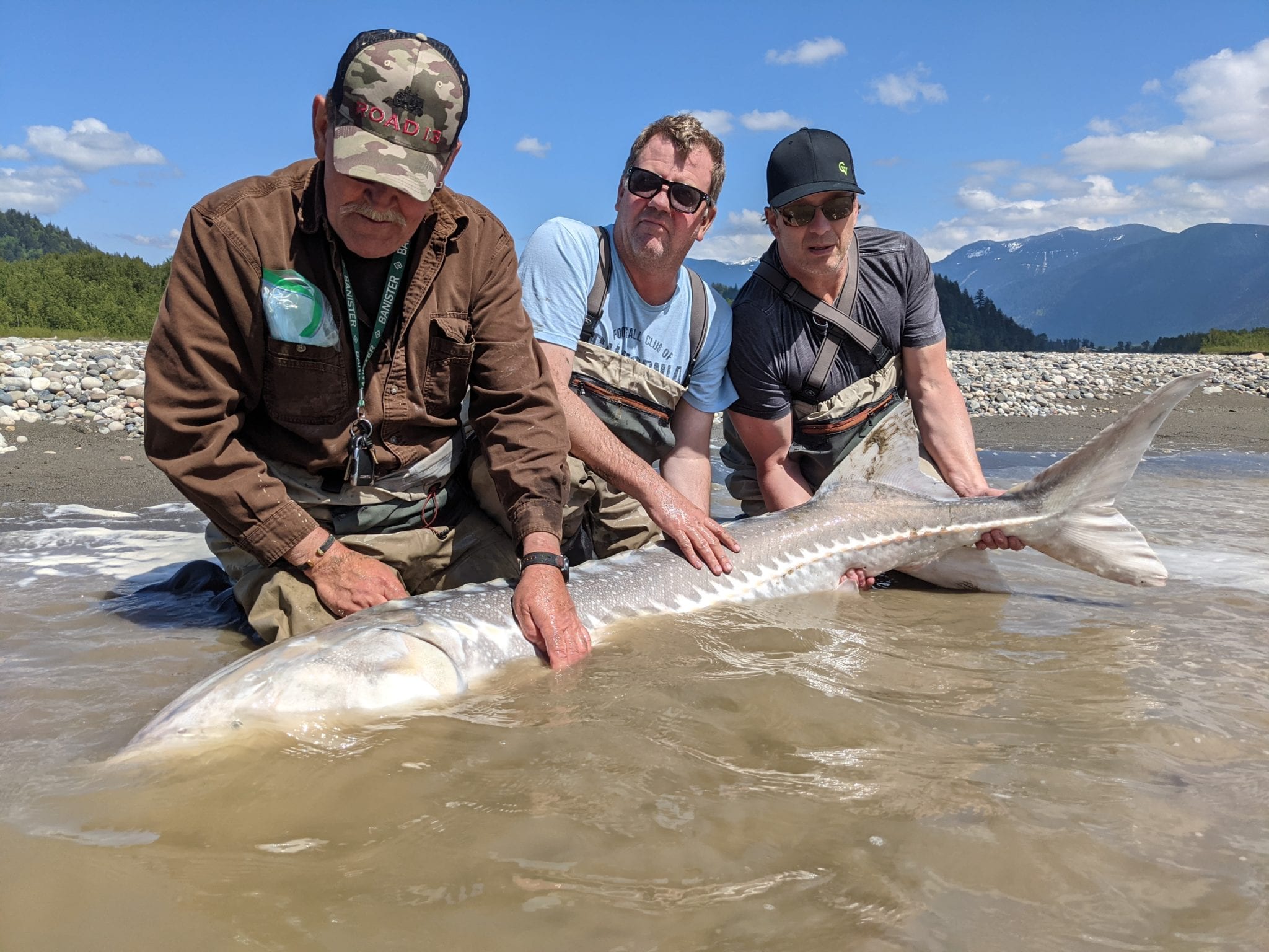Sturgeon Fishing Report Fraser River