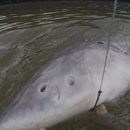 sturgeon fishing charter